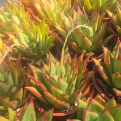 Echeverias & Succulent 