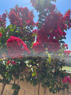 Red Crape Myrtle Tree