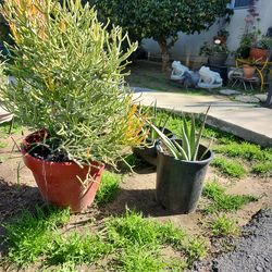 Plants pots plant stands for sale today!?!!