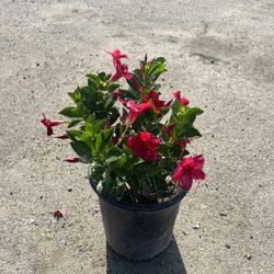 Mandevilla