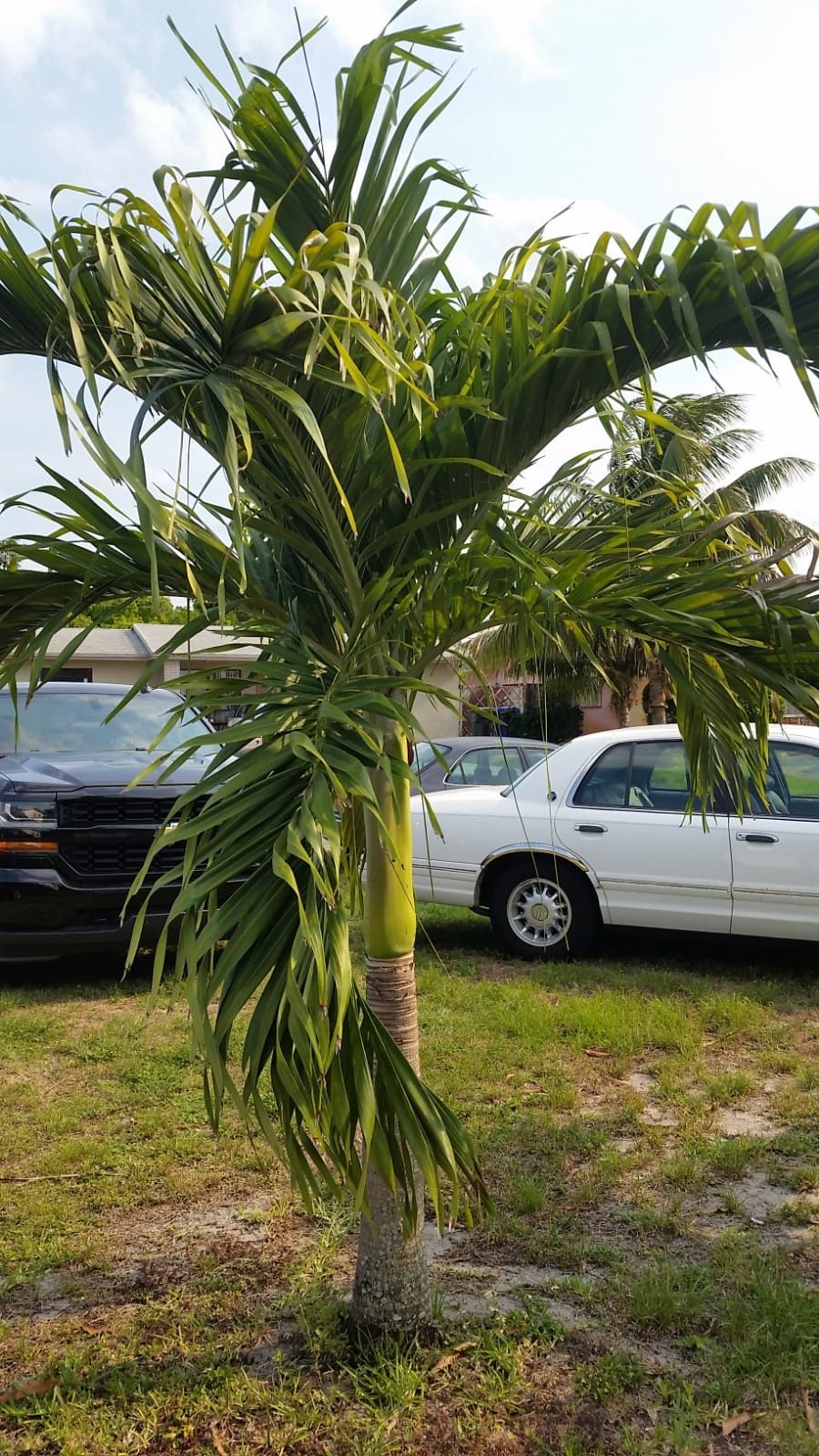 Royal Palm Plants