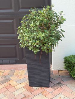 Clusia plant with planter $60 vase alone was more money