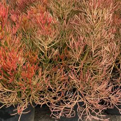 Succulent plants