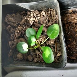 Pilea succulent houseplant