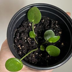 Money Plant Starter In 4 Inch Nursery Pot 
