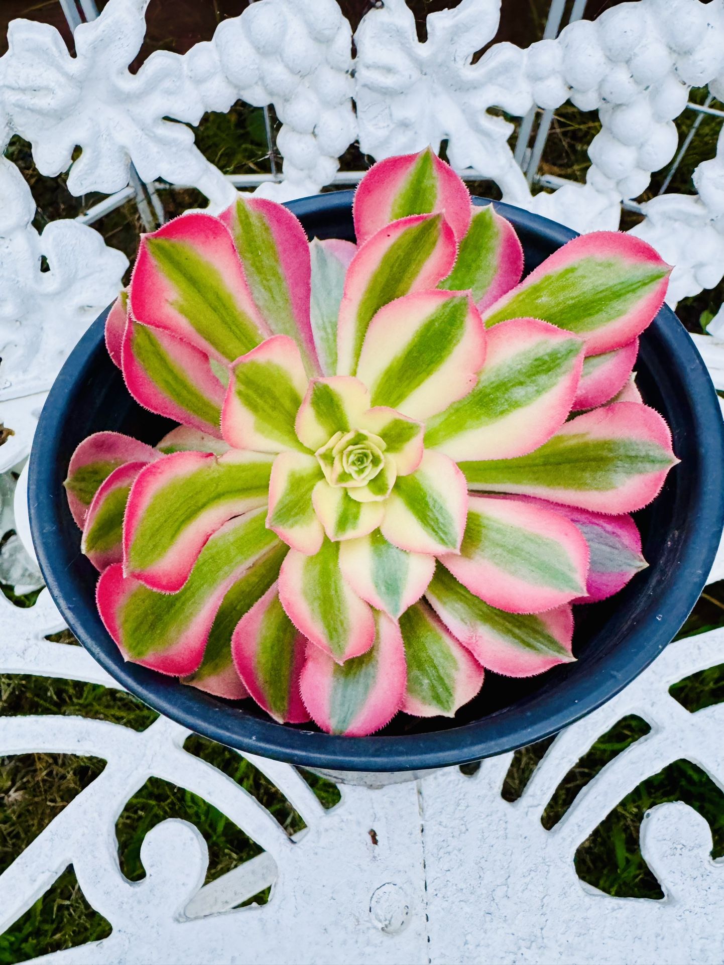 PINK WITCH AEONIUM SUCCULENT PLANT