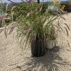 Red Fountain Grass "Pennisetum Setaceum"