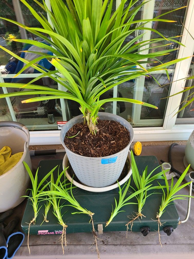 Pandan Plant
