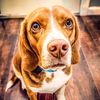 Oscar