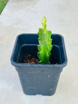 Red Dragon Fruit 🪴 plants