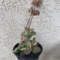 1.5 Gallon Pot Succulent Plant - Kalanchoe Fedtschenkoi - Lavender Scallops - Established Plant - Drought Resistant🪴 