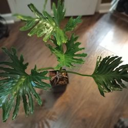 Philodendron Shalloum Plant