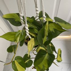 Philodendron Brazil With Macrame
