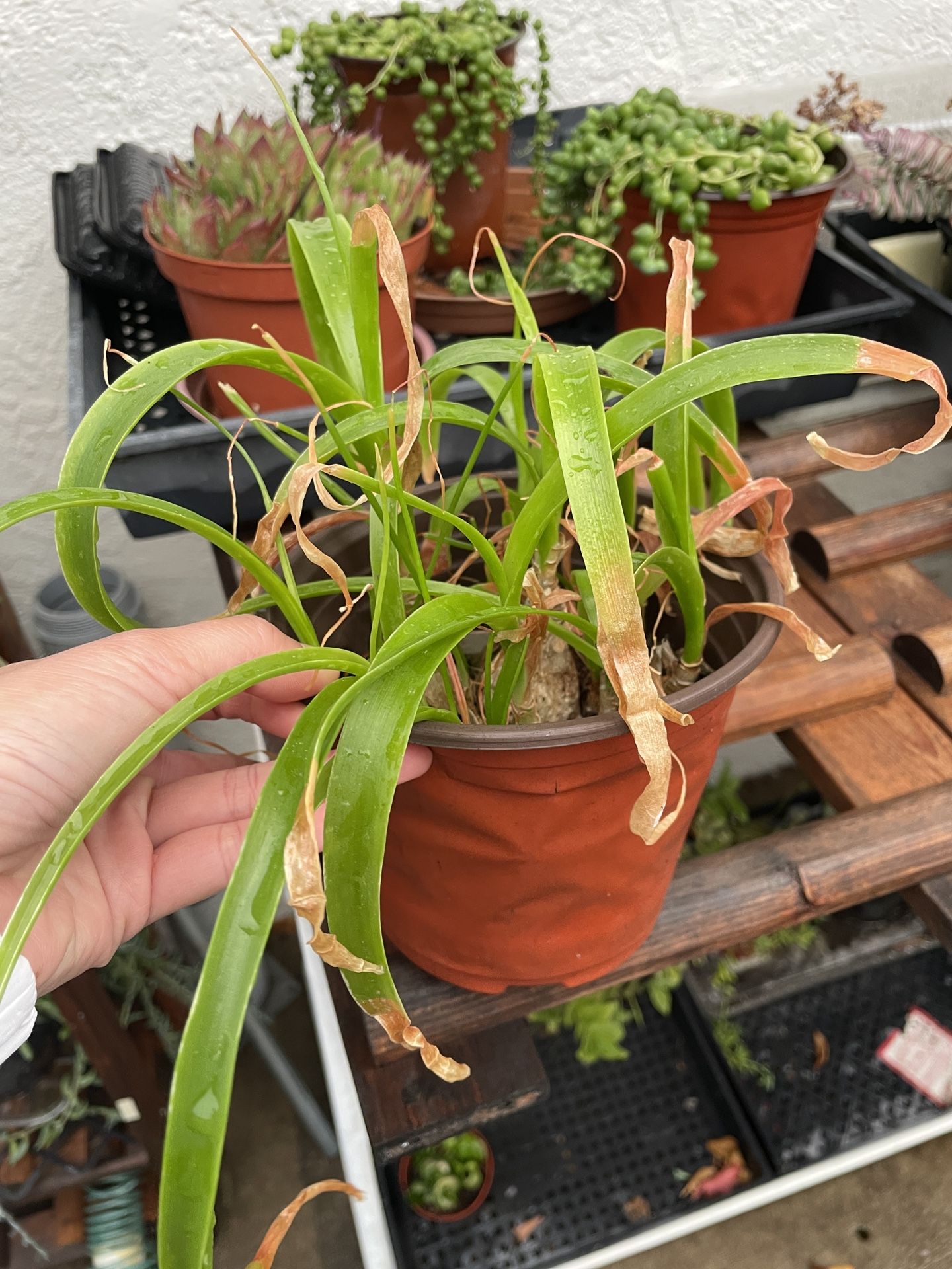 6in Pot Pregnant Onion Plant