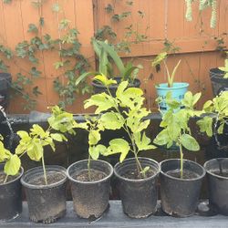 Purple Passion Fruit Plant 