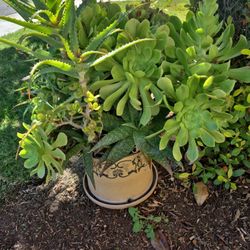 Succulents 