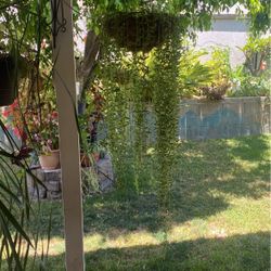Planta Colgante