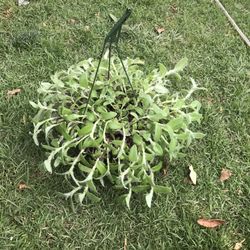 Es Una Bonita Planta Echa Flores Miraditas Todavia No Florea Es Muy Bonita    Por $10  Dollaras