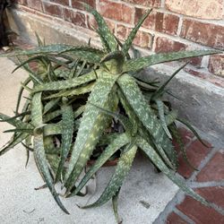 Giant Aloe In Clay Pot