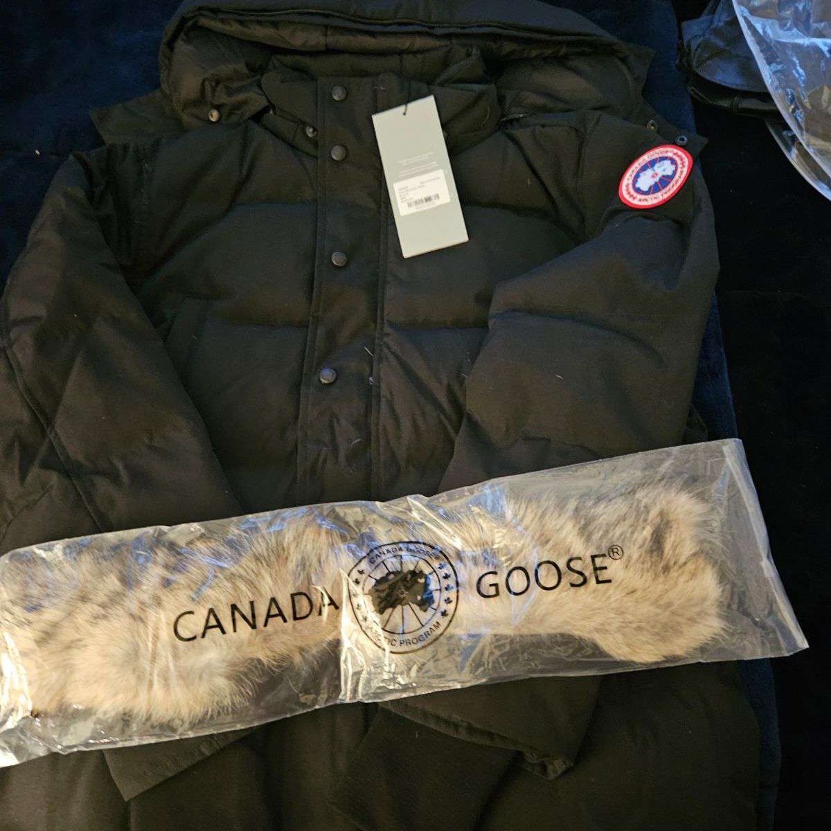 Black Canada Goose 