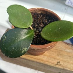 Hoya Obovata  Splash