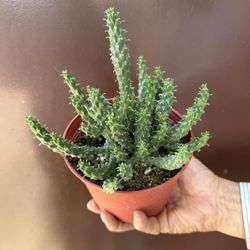 6” Euphorbia Medusa