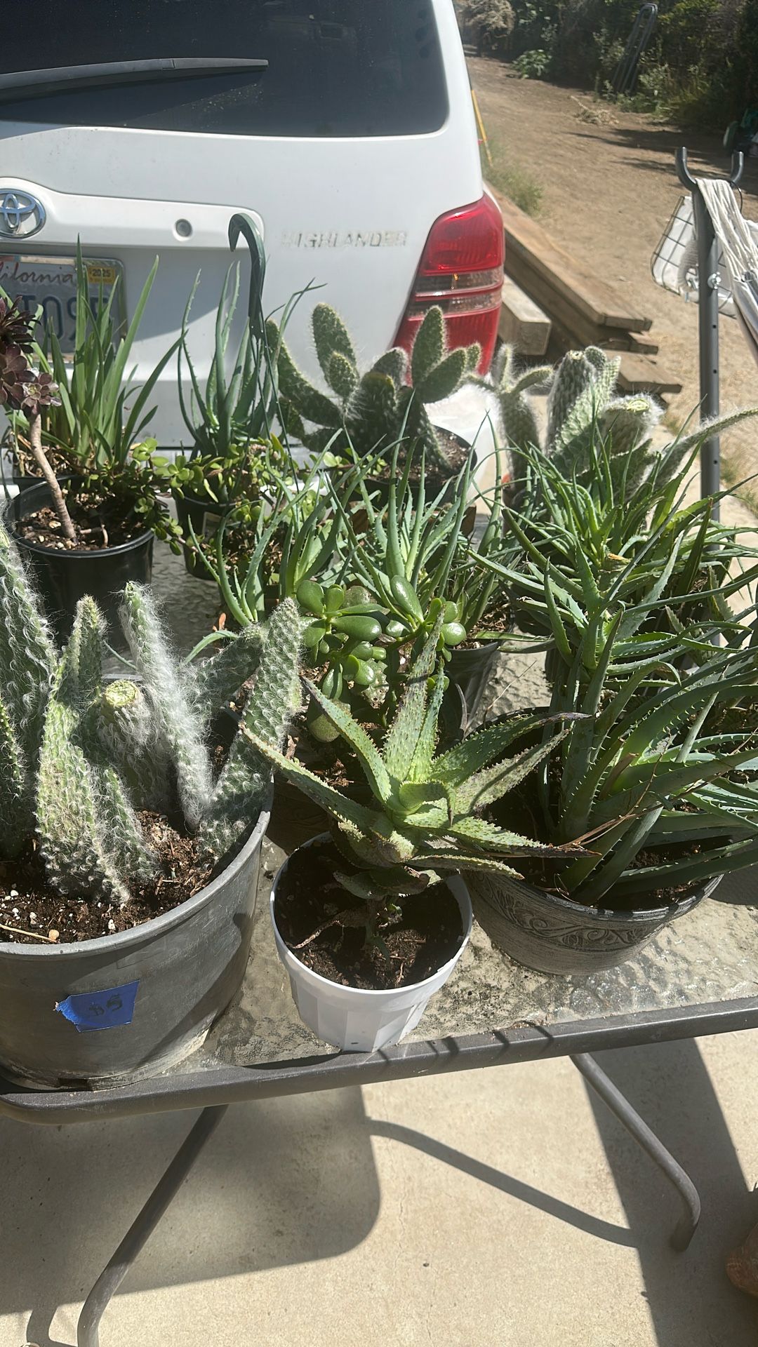 Plants 5 Each
