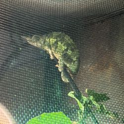 Services  Rainbow Jackson Chameleons Male And Femal