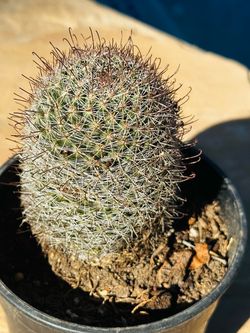 Small Potted Mammillaria Cactus
