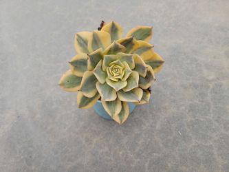 Beautiful Aeonium Sunburst Succulent w/ Pot