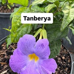 🟣 Plant: Tanberya