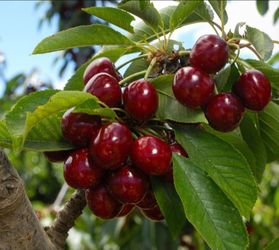 Grafted Cherry, Avocado, Pear, Peach, Apple, Plum, Nectarine, Mandarin Trees
