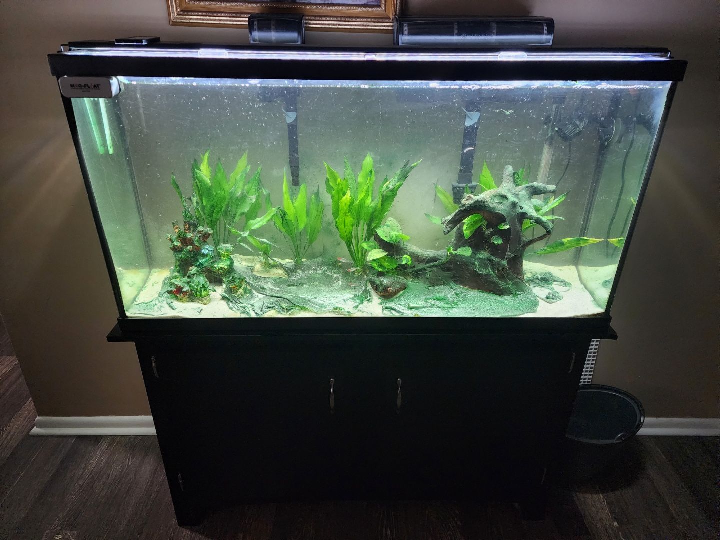 60 Gallon Fish Tank