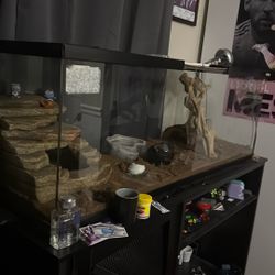 Lizard Aquarium 