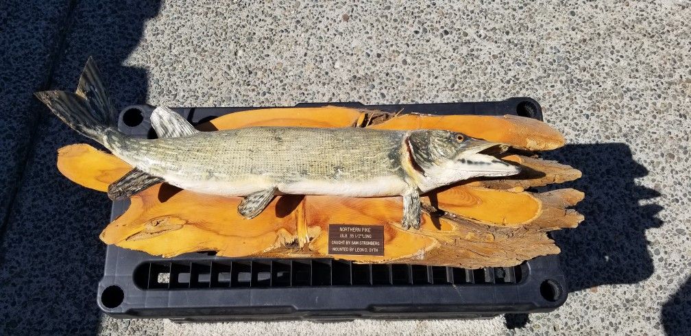 Northern Pike Fish Mount