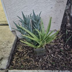 Beautiful Aloe Vera Plant 