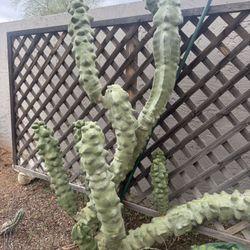 Large Totem Pole Cactus – Over 5 Feet Tall – In-Ground – Buyer Digs