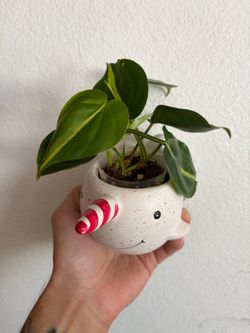 Brasil philodendron 🇧🇷