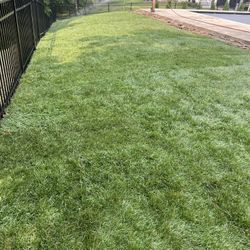 Fresh Sod Roll’s 