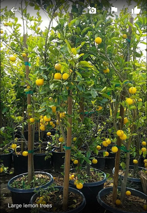 Lemon trees for Sale in North Las Vegas, NV OfferUp