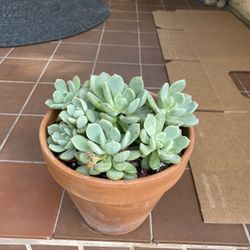 Succulent 