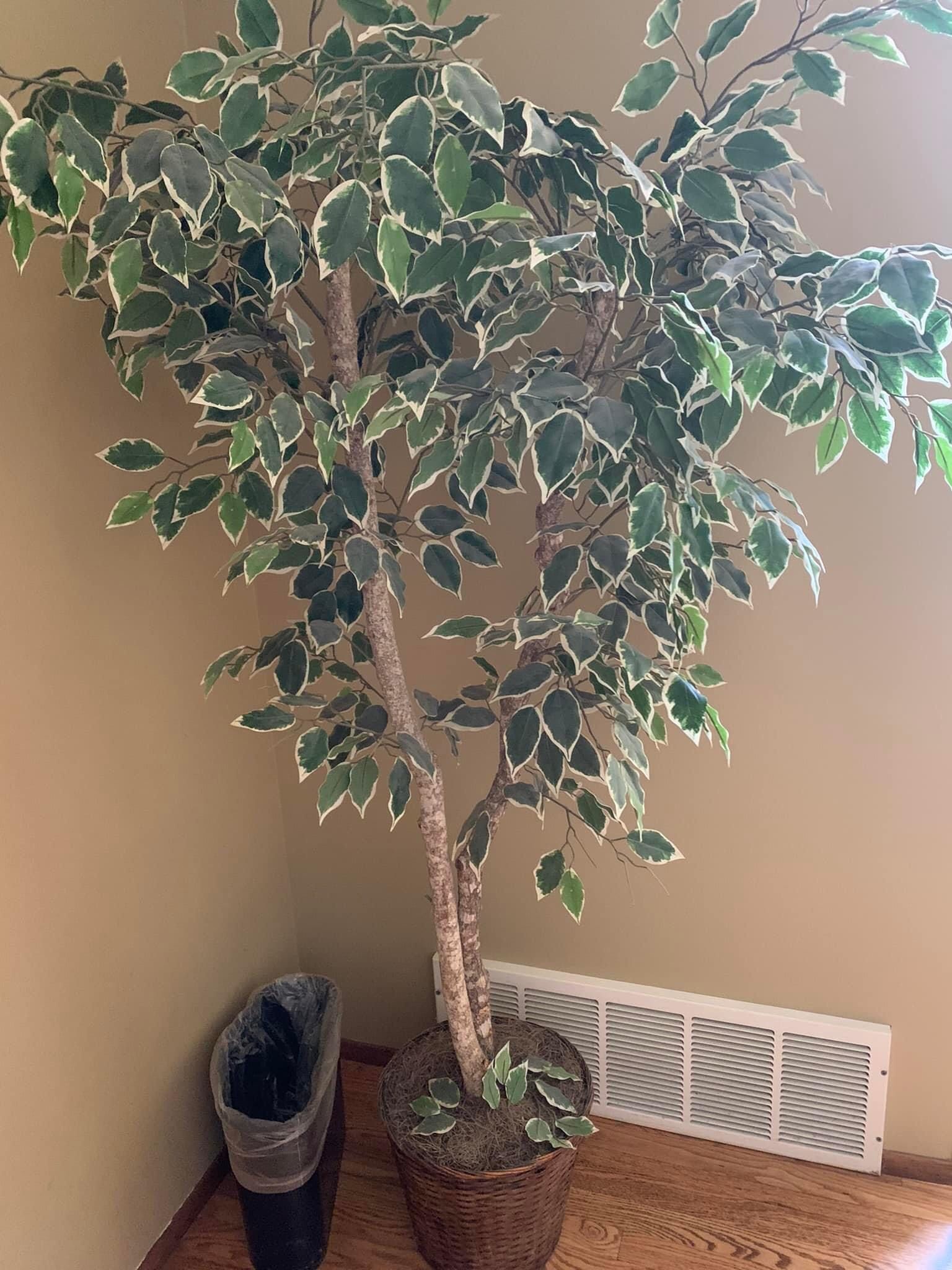 6.5 Ft Artificial Ficus Tree Plant With Basket