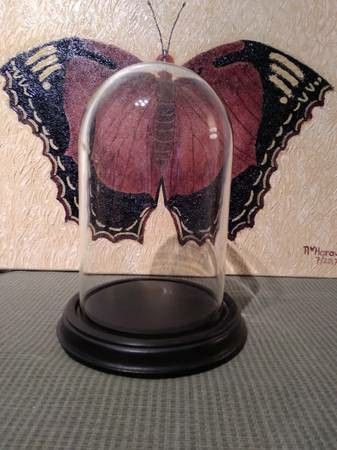 Glass Bell Jar with Black Wood Base