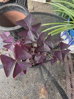 Oxalis Plant 