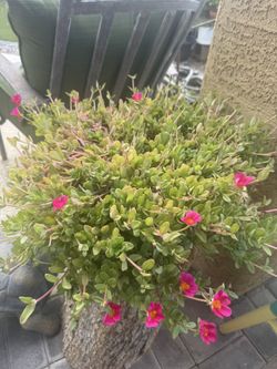 Healthy Portulaca Orelacea Aka Purslane Or Verdolaga Plant