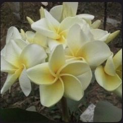 Fully Rooted Plumeria “Full Moon”