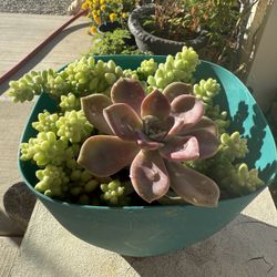 Succulent, Easy To Take Care Of