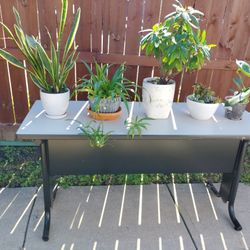 Plant Table