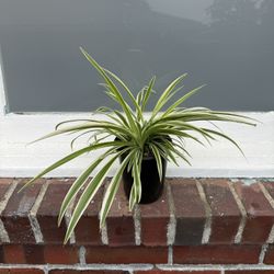 Reverse Spider Plant (2)