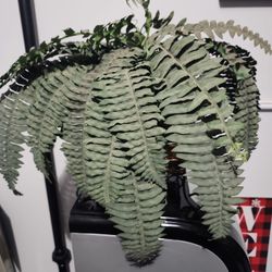 Decore Flowers/Plant's 